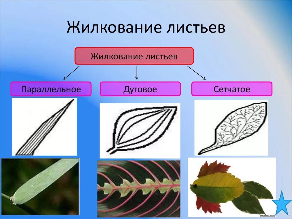 Сетчатое жилкование имеют. Перисто сетчатое жилкование листьев. Типы жилкования листовой пластинки. Перисто сетчатое жилкование листовой пластинки. Жилкование листьев у однодольных растений.