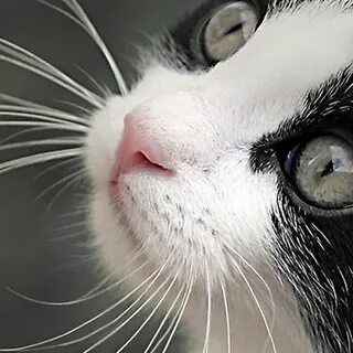 Усы у кошки