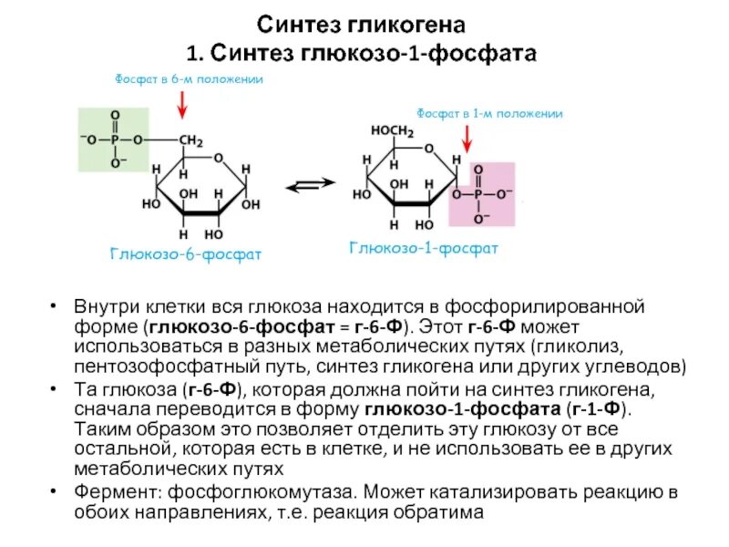 Глюкоза гликоген реакция. Глюкозо 6 фосфат фосфоглюкомутаза. Глюкоза глюкозо 6 фосфат глюкозо 1 фосфат. Глюкозо1фосфат реакция. Глюкозо 6 фосфат катализирует реакцию.