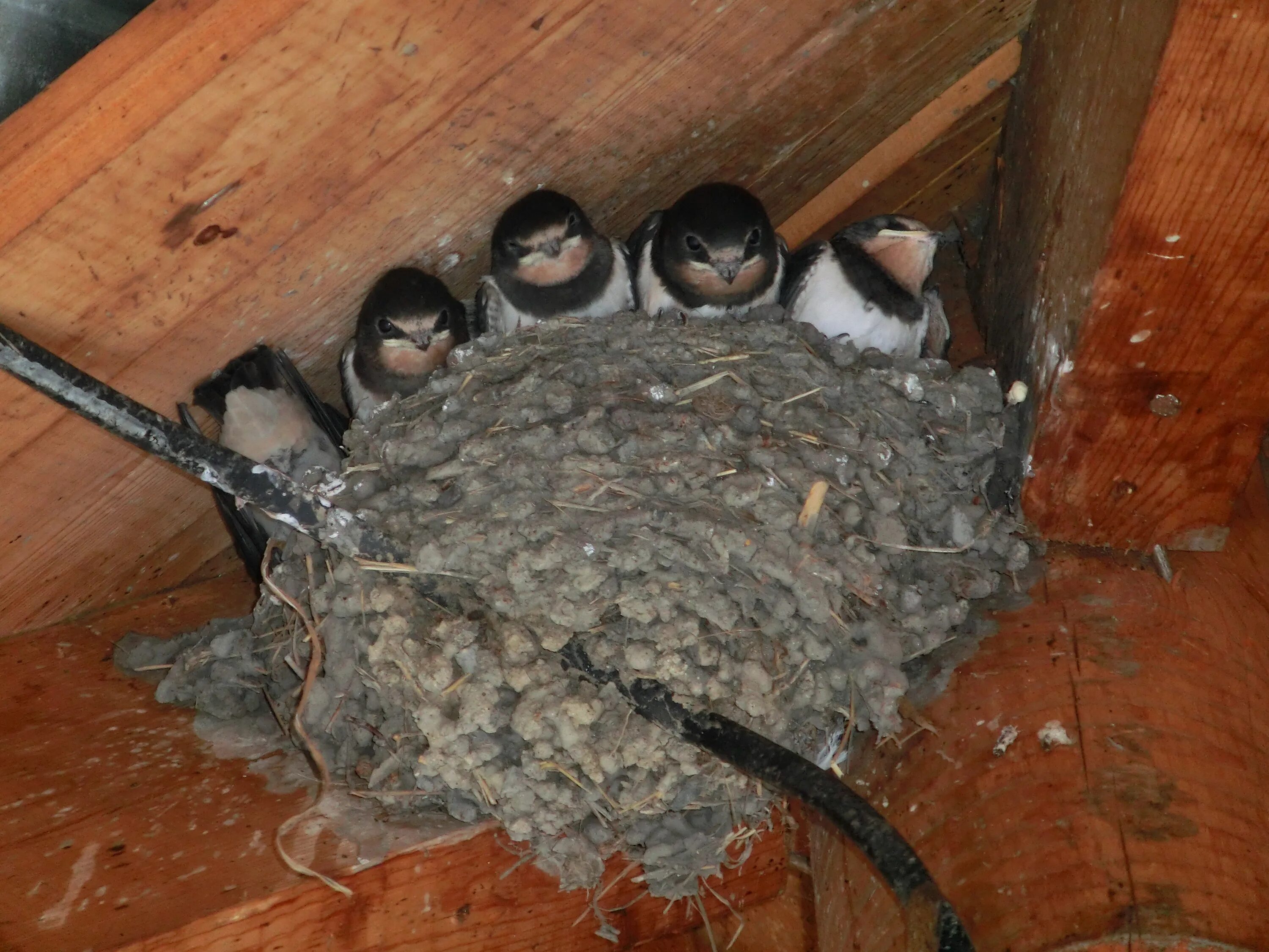 Гнезда птиц под крышей дома. Гнездо ласточки береговушки. Ласточкино гнездо птицы. Ласточкино гнездо ласточки. Ласточки свили гнездо.
