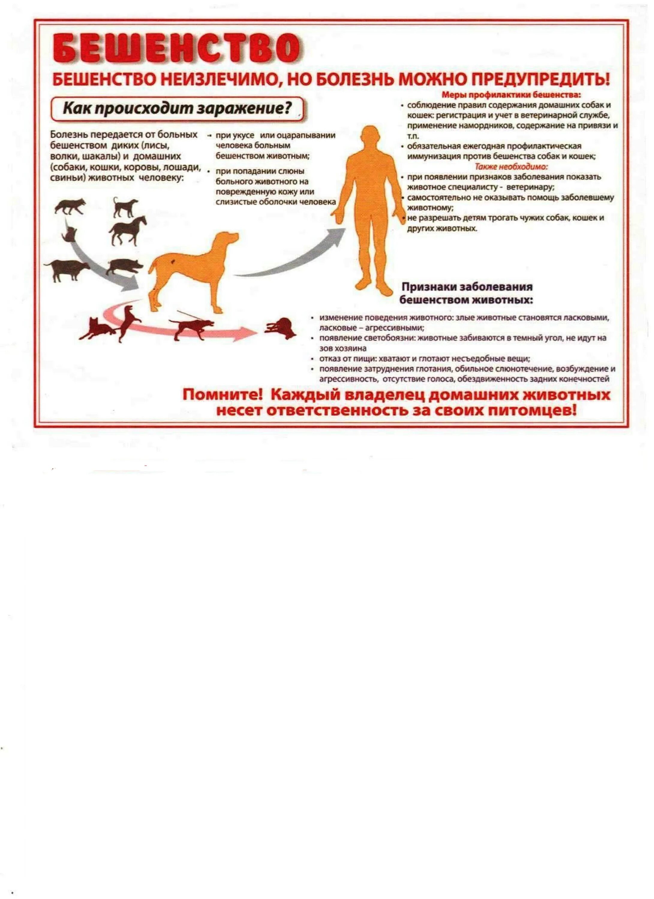 Памятка по бешенству собак и кошек. Бешенство симптомы профилактика. Профилактика от бешенства у человека. Бешенство профилактика заболевания. Инструкция против бешенства