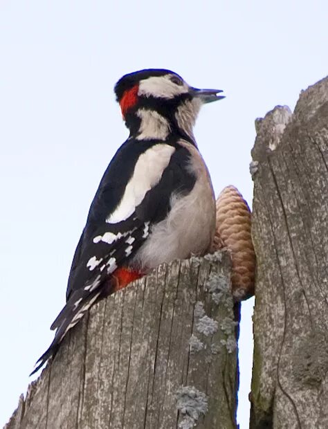 Желтобрюхий дятел. Что ест дятел. Большой пестрый дятел личинки. Домик для дятла. Дятел.