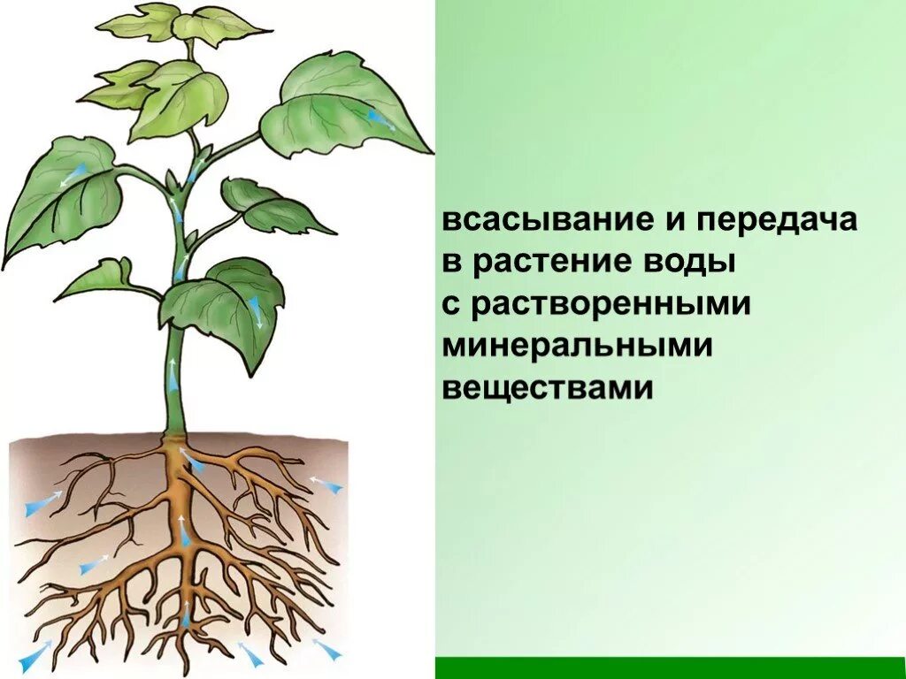 Всасывание воды растениями. Всасывание воды корнем растений. Схема движения веществ поглощенных корнем. Почвенное питание растений. Для образования в листе необходима вода