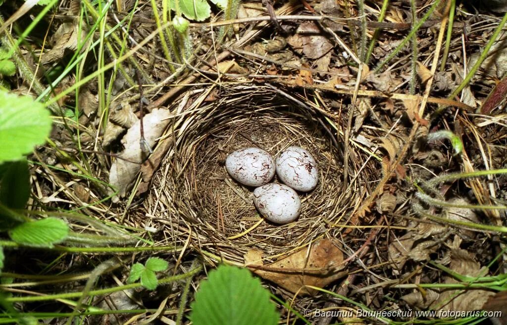 под землей птица гнездо свела яиц нанесла. под землёй птица гнездо свила яиц. свили гнездо. под землёй птица гнездо свила яиц нанесла. под землёй птица гнездо свила яиц нанесла.