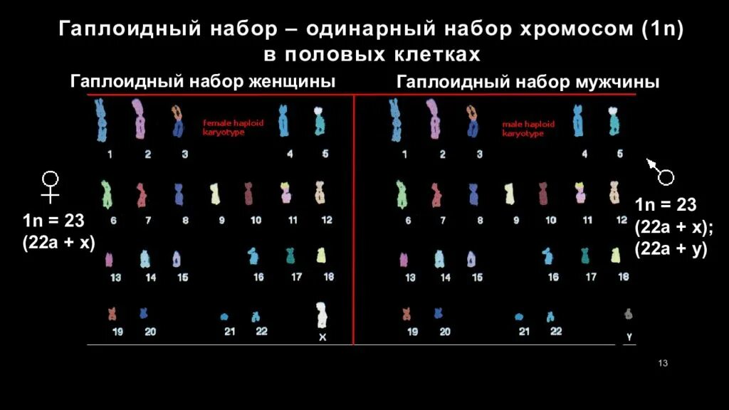 Гаплоидный набор хромосом. Одинарный гаплоидный набор хромосом это. Гаплоидный кариотип человека. Наплоидгый Надор хрлмос.