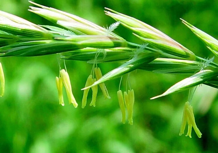 Пырей ползучий (Elytrigia repens). Пырей Луговой. Пырей ползучий (Elytrigia repens l.). Пырей ползучий (Agropyrum repens (l.) Beauv.). Известно что пырей ползучий злаковое растение