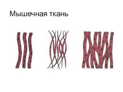 Мышечная ткань 7 класс