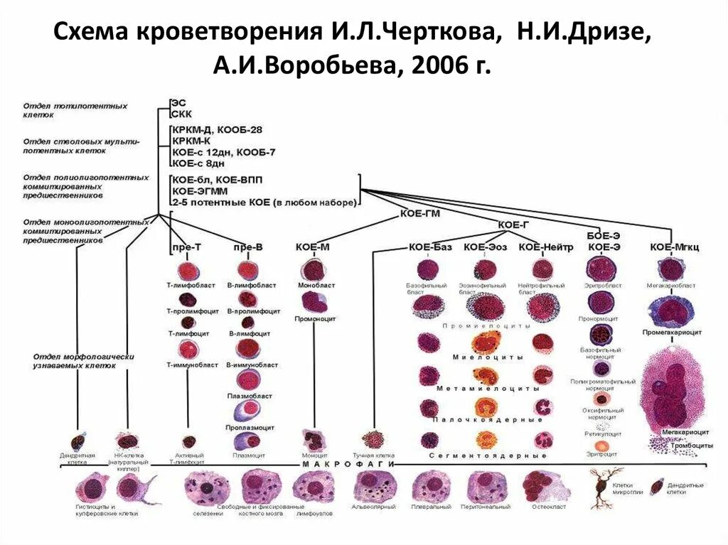 Гемопоэз человека. Схема кроветворения гематология Черткова. Схема кроветворения и.л.Чертков а.и.воробьёв. Схема кроветворения по Черткову и Воробьеву таблица. Схема кроветворения и л Чертков и а и Воробьев.