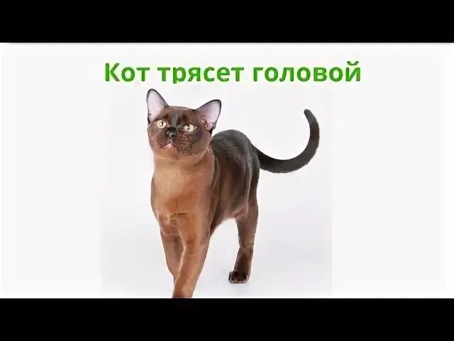 Почему кот дрожит