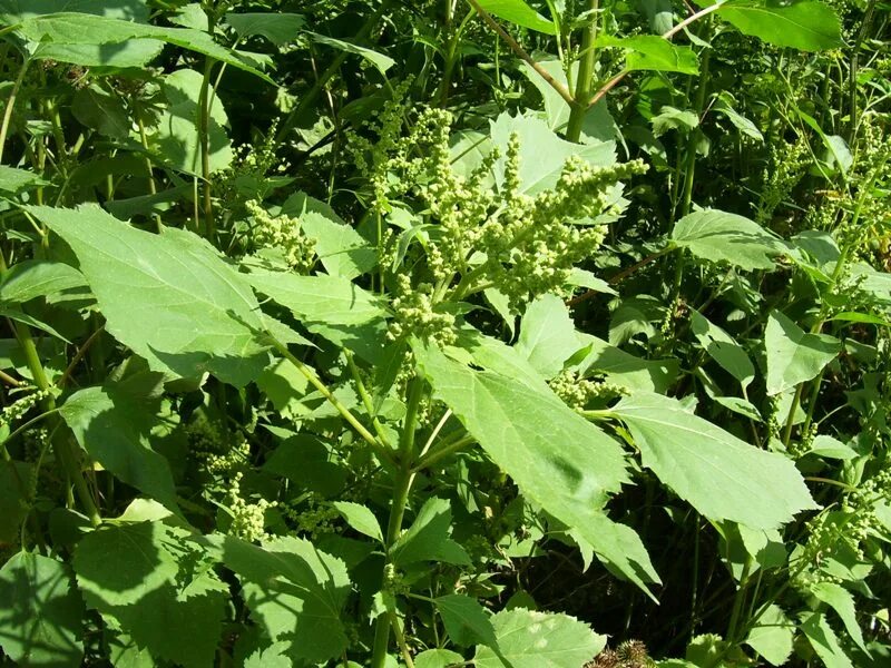 Сорняк брицца. Венечник обыкновенный. Лебеда. Digitaria sanguinalis. Сорняк венежник фото.