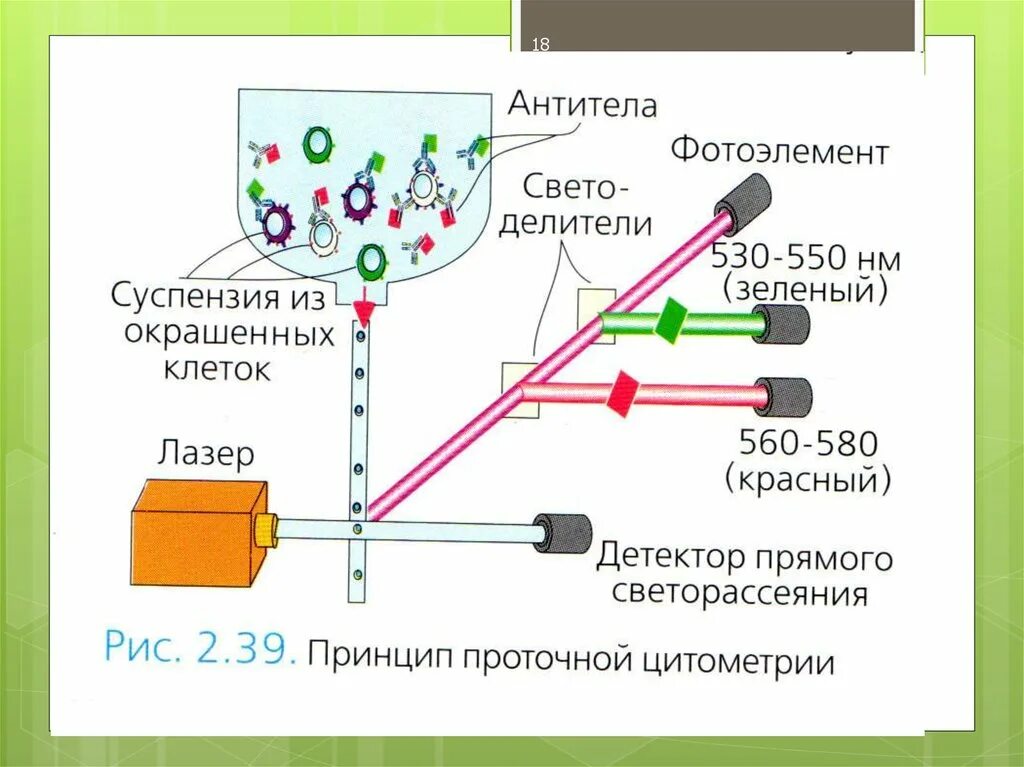 Методы подсчета количества лимфоцитов