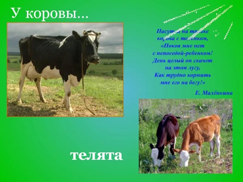 Картинки домашних животных и их детенышей. Доклад животные и их детеныши. Доклад животные и их детеныши. Домашние животные презентация. Доклад животные и их детеныши.