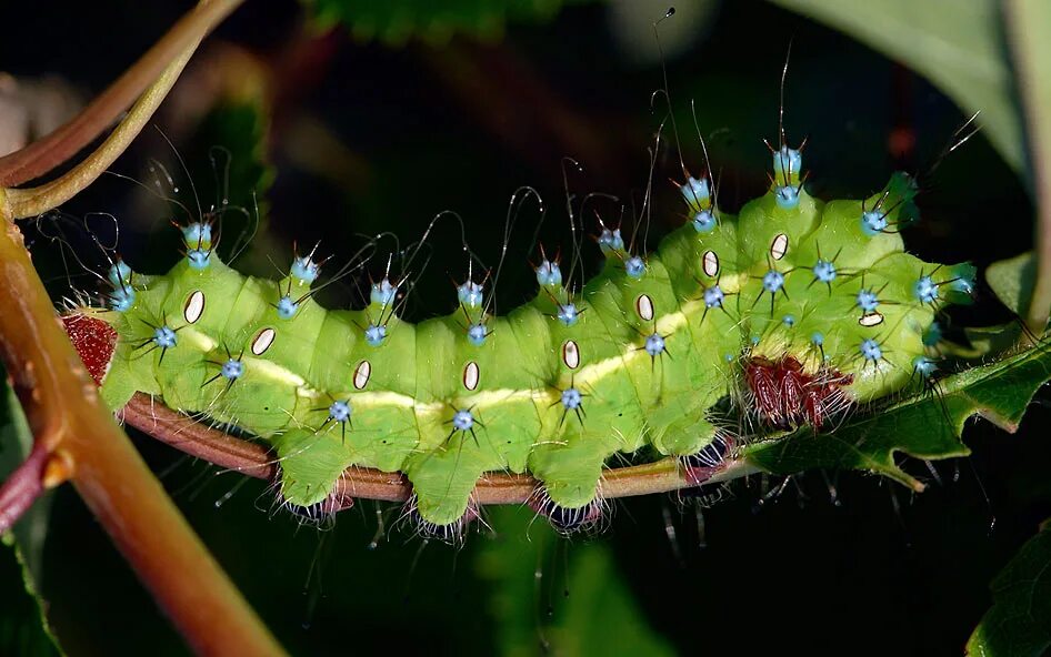 Зелёная гусеница бражника глазчатого. Зеленая гусеница капустница. Гусеница бабочки древоточца. Гусеница проживший. Ночной павлиний глаз бабочка и гусеница.