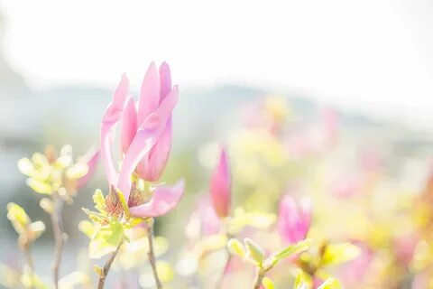 Fade flower