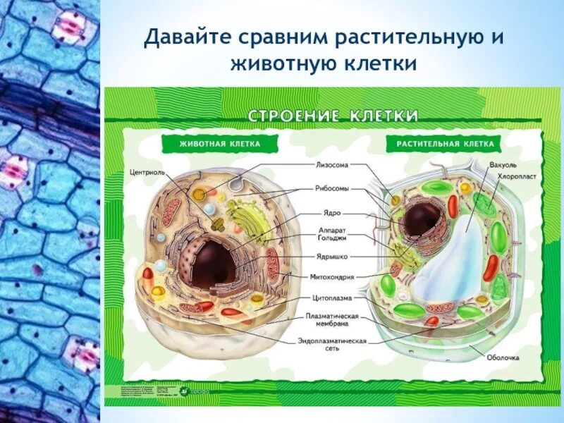 Сравните строение животной. Строение живой и растительной клетки 5 класс биология. строение эукариотической клетки животного. строение эукариотической клетки растения. строение эукариотической клетки клетка животного организма.