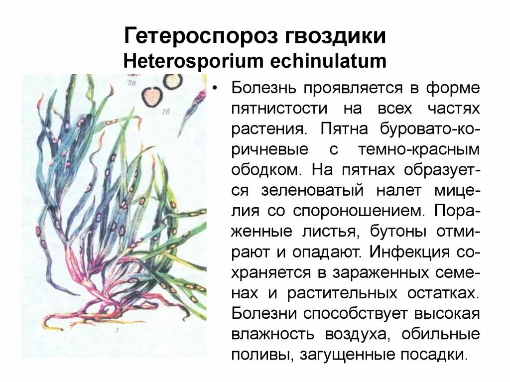 Гетероспориоз гвоздики садовой ремонтантной. Болезни гвоздики. Болезни гвоздики комнатной. Гетероспориоз. Болезни гвоздик