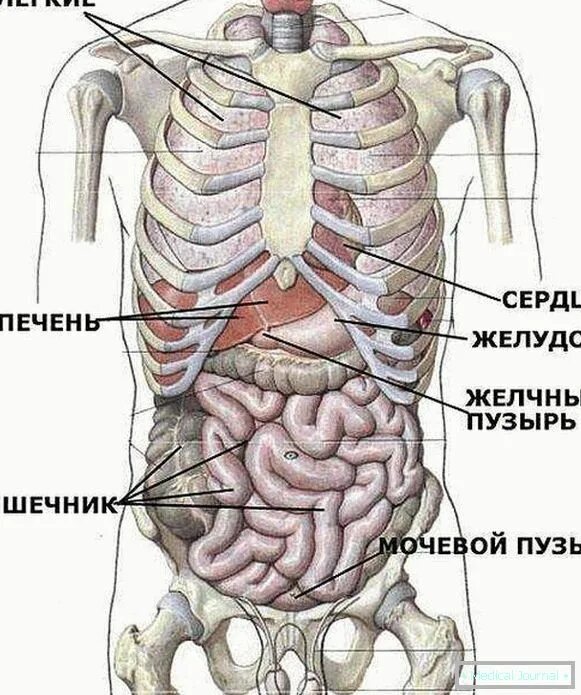 Органы человека с ребрами. Строение органов человека спереди. Строение тела человека внутренние сзади. Органы человека расположение в картинках сзади мужские с надписями.