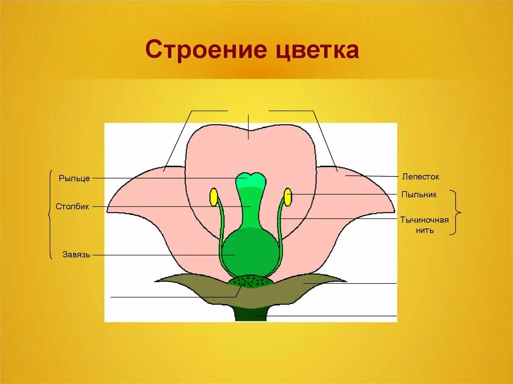 Где находится завязь у цветка. Пыльник тычиночная нить рыльце. Пыльник тычиночная нить завязь. Тычиночная нить пыльник столбик. Лепесток тычиночная нить рыльце.