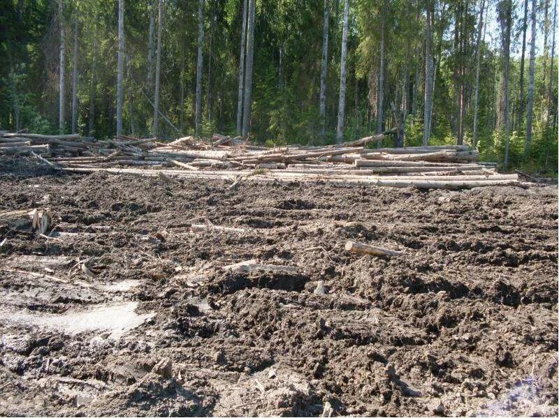 Виды выборочных рубок