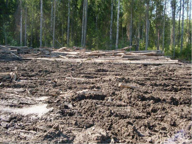 Выборочная санитарная рубка. Сплошные и выборочные рубки. Добровольно-выборочные рубки в защитных лесах. Выборочная вырубка леса. Сплошные выборочные рубки