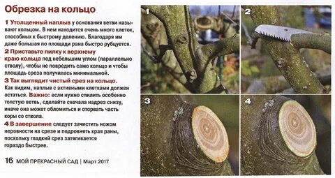 Срез яблони