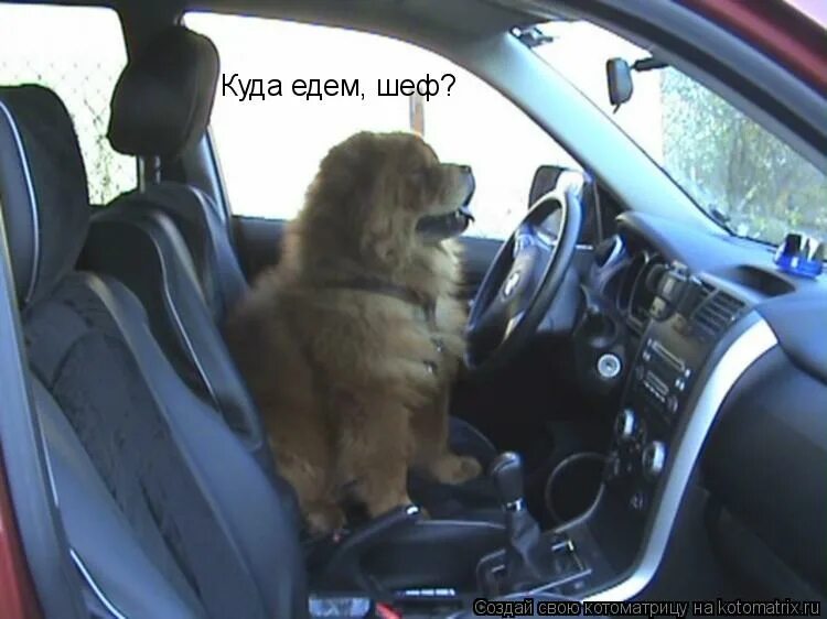 Собака водитель. Золотистый ретривер. Собака бежит за машиной. Собака путешественник. Собак куда уехала.