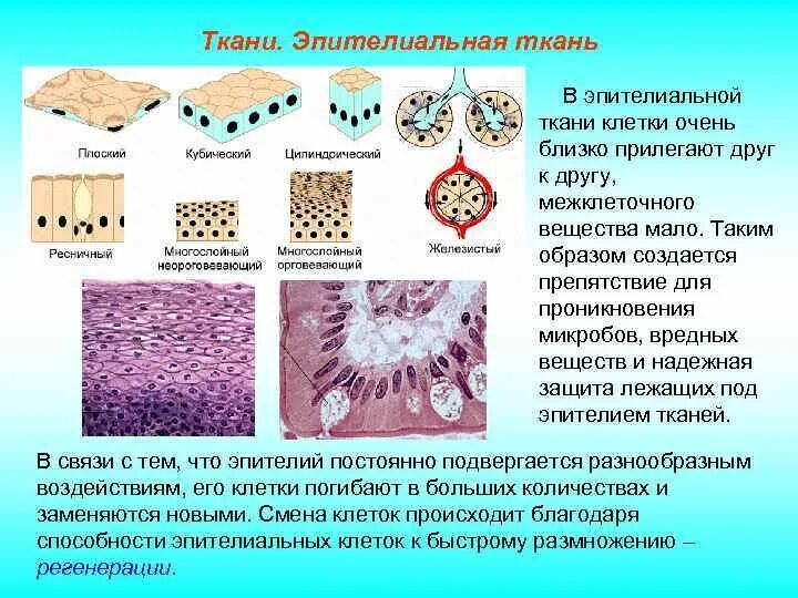 Какую ткань составляют клетки. Наличие межклеточного вещества в эпителиальной ткани. эпителиальные ткани виды эпителия. группа тканей эпителия человека. строение клетки эпителиальной ткани.