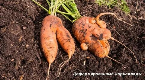 Морковь имеет корнеплод