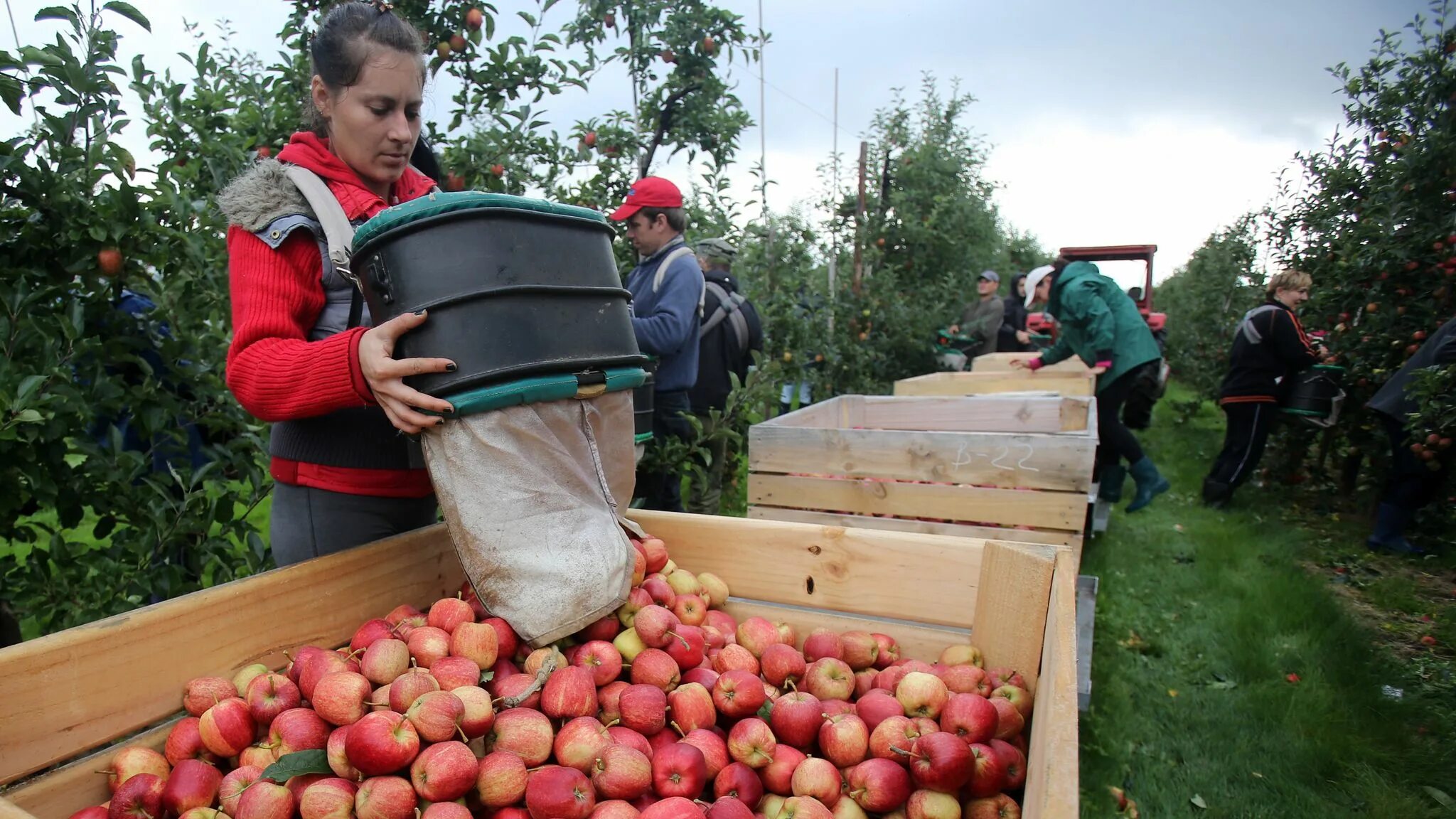яблоки агроном сад. фруктохранилище для яблок. сбор урожая. работа в яблоке. сбор урожая.