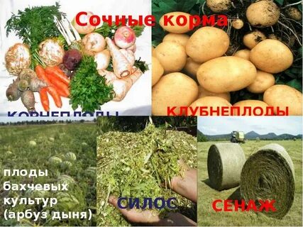 Сочный корм коров