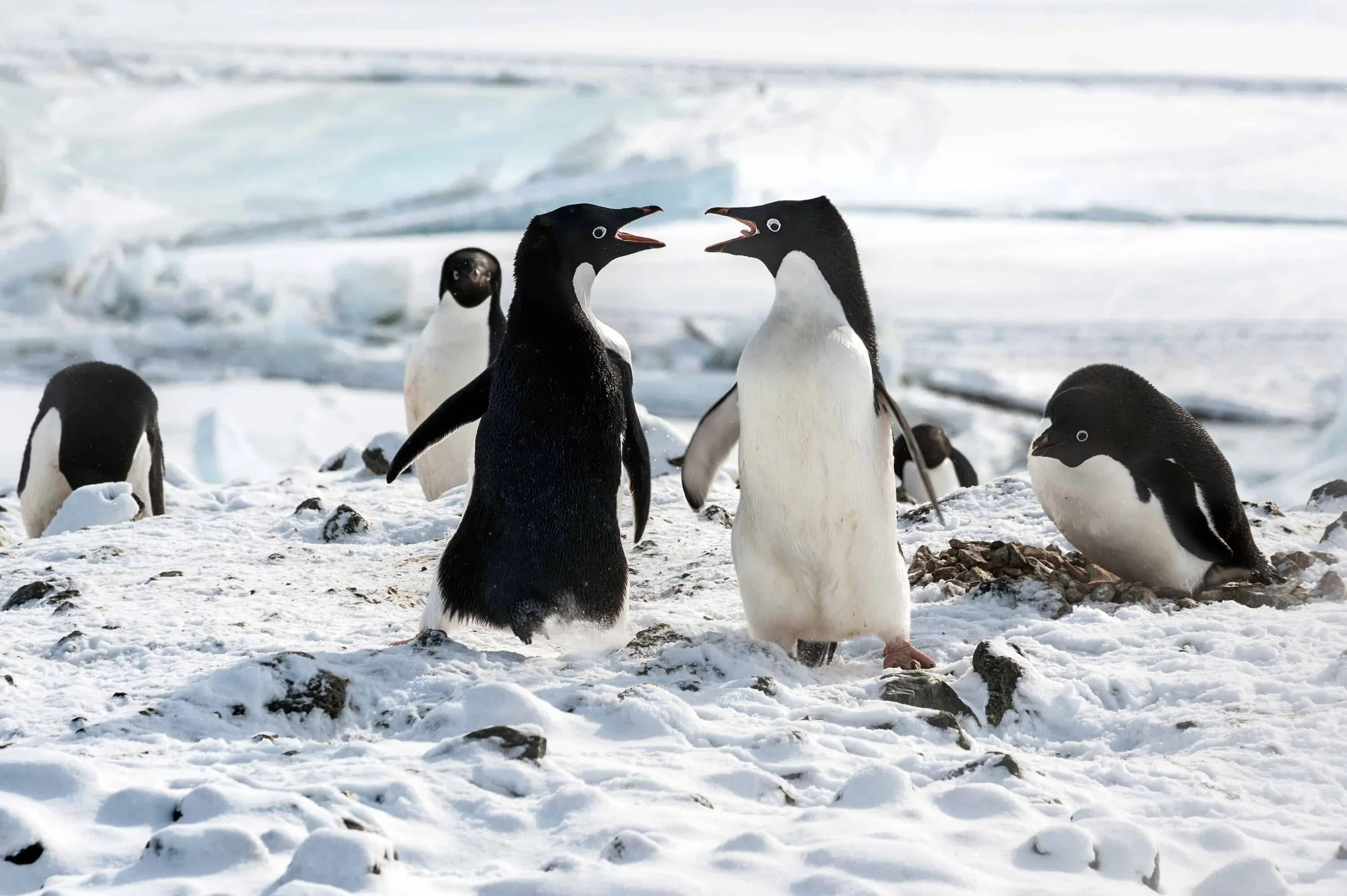 Пингвины да. Пингвины disneynature. пингвины фильм 2019. пингвины романтика. документальный фильм про пингвинов.