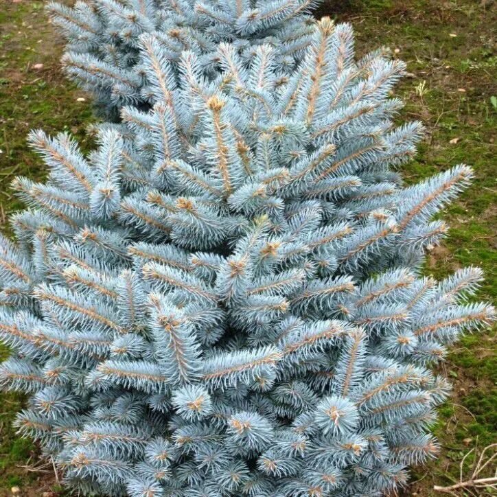 ель колючая мэджик блю. глаука маджестик. ель колючая голубая маджестик блю. ель колючая маджестик блю. ель колючая маджестик блю.