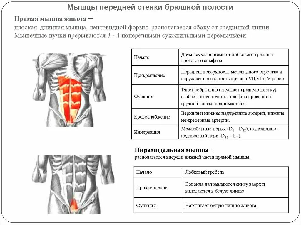 Функции косой мышцы. Мышцы передней брюшной стенки живота анатомия. сухожильные перемычки прямой мышцы живота. пирамидальный мышцы передней брюшной стенки. прямая мышца живота иннервация.