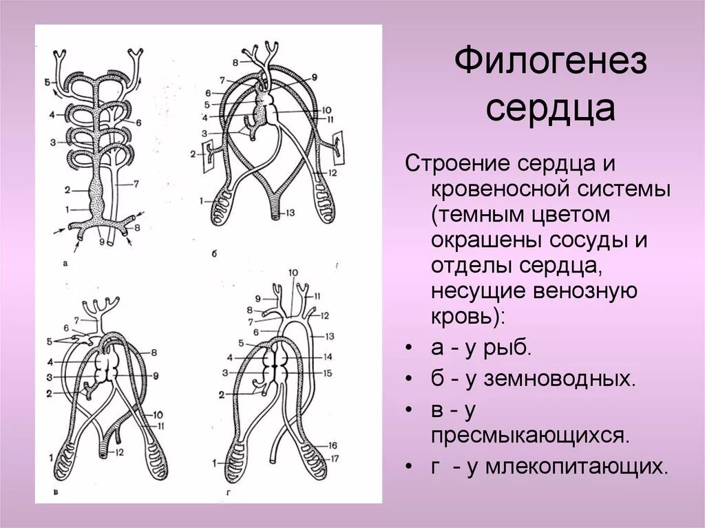 Филогенез сердечно-сосудистой системы. Филогенез сердечно-сосудистой системы хордовых. Филогенез кровеносной системы. Этапы филогенеза кровеносной системы. Филогенез кровеносной