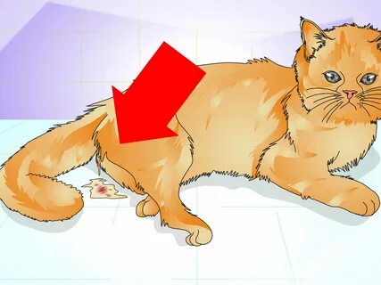 Как проходят коты