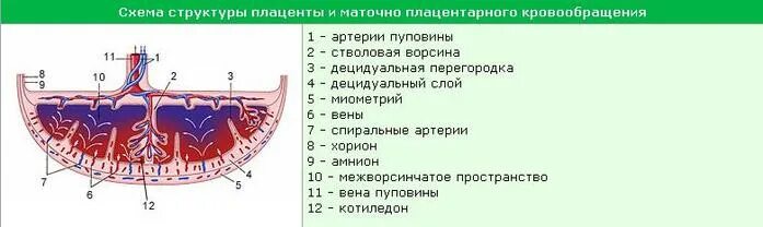 Плацента строение и функции анатомия. Строение ворсинки плаценты. Маточно-плацентарное кровообращение схема. Плацента и пуповина строение и функции.
