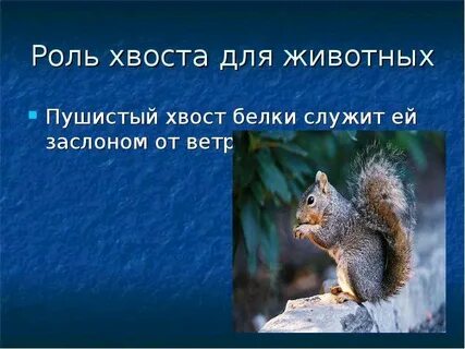 Почему беличий хвост по мнению автора текста