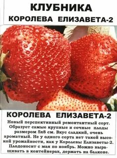 Сорта клубники характеристика