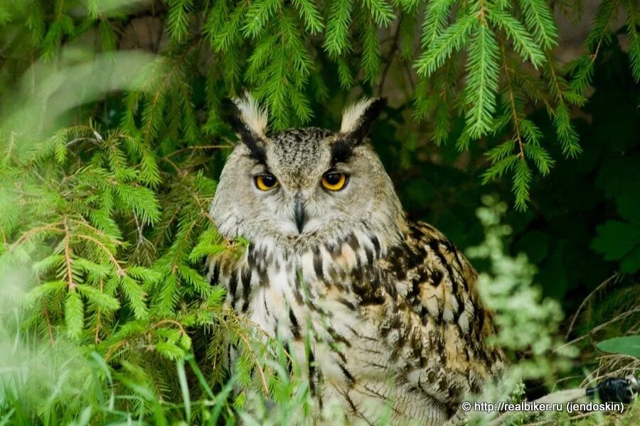 Птицы заповедника галичья гора. Животный мир заповедника галичья гора. Галичья гора заповедник фауна. Галичья гора заповедник животные. Галичья гора заповедник.