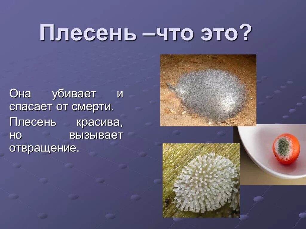 Плесень это тоже гриб проект 3 класс Плесень при какой температуре: найдено 89 картинок
