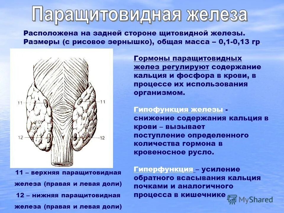 Паращитовидные железы гормоны. Паращитовидные железы строение функции гормоны. Строение гормонов паращитовидной железы. Строение щитовидной и паращитовидной железы. Паращитовидная железа функции.