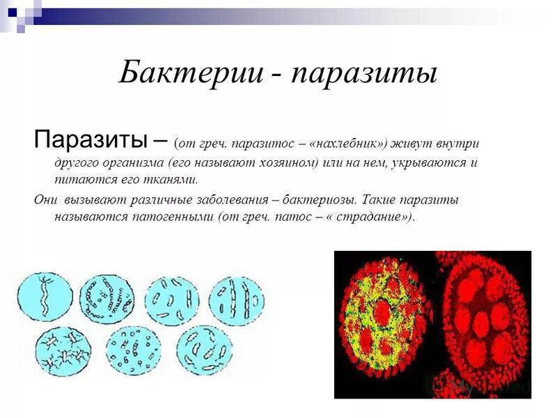 Что один организм нахлебник извлекает от другого. Что один организм нахлебник извлекает от другого. Типы взаимодействия организмов комменсализм. Тип взаимоотношения нахлебничество. Чем питаются паразиты биология 5 класс.