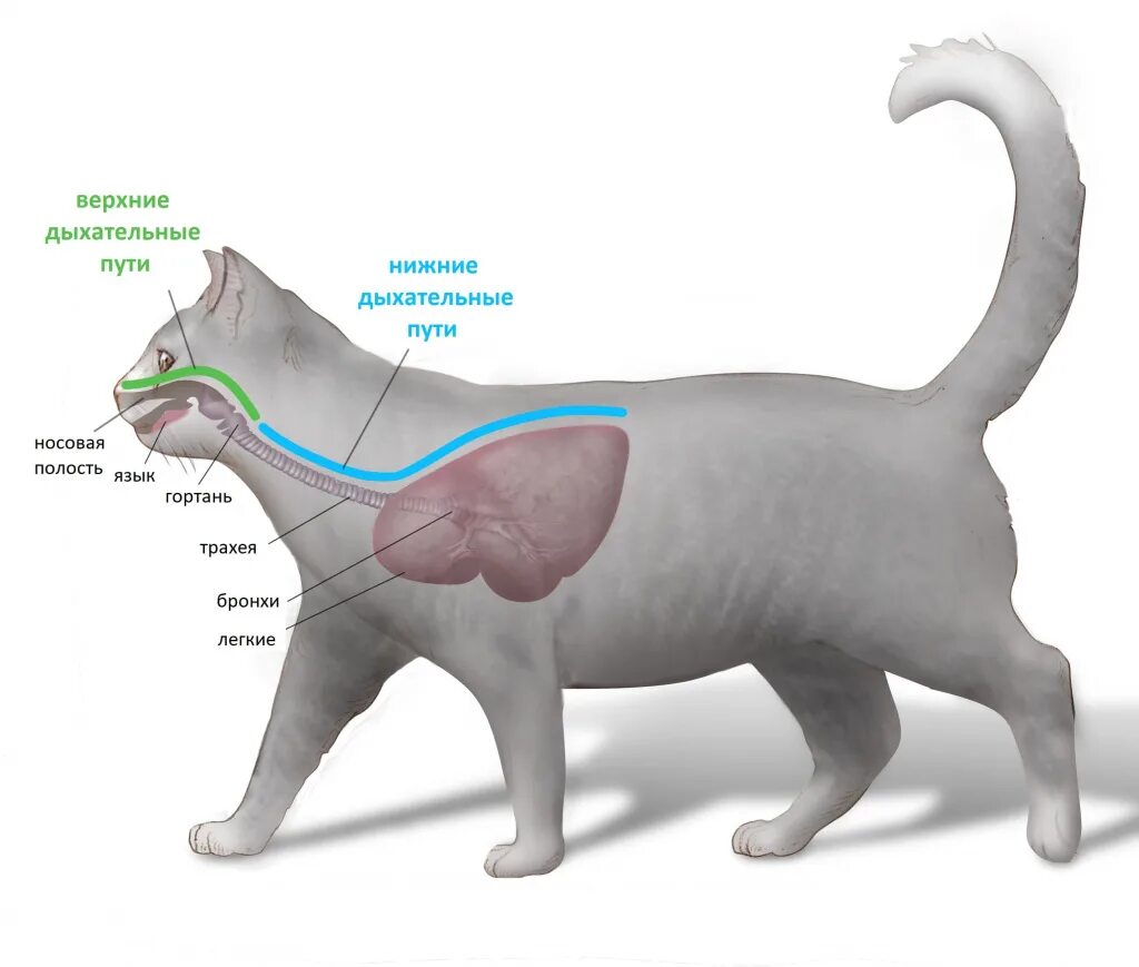 Дыхательнаясисрема кошек. Кот. Как дышат кошки. Органы дыхания кота. Как дышат кошки.