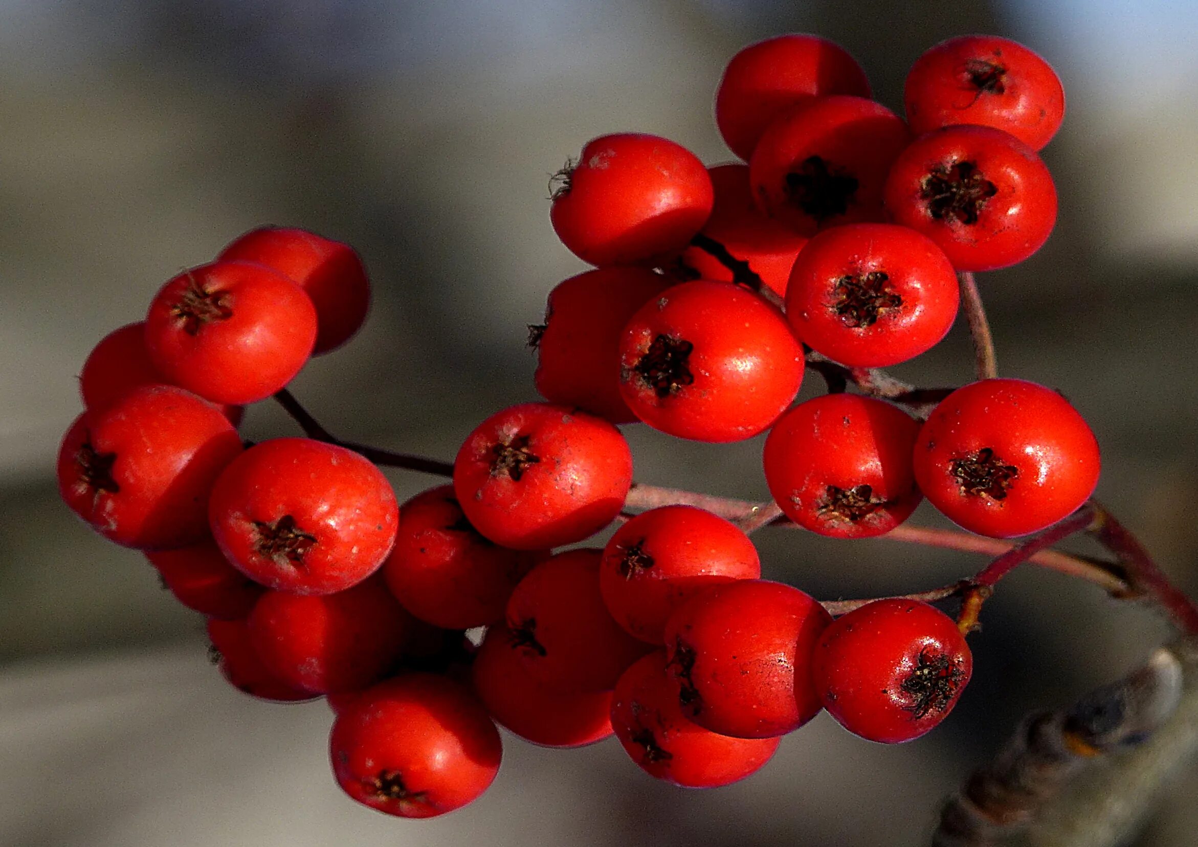 Рябина вефед. Рябина сибирская (sorbus sibirica hedl. Рябина сибирская (sorbus sibirica). Осень ягоды. Рябина ягода нежная.