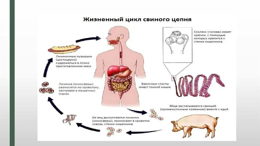 Симптомы цепня у человека. Гельминтозы цикл аскариды. Пути заражения человека гельминтами и меры профилактики. Гельминтозы жизненный цикл. Способы заражения гельминтами.