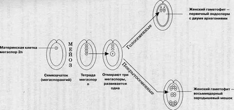 Стадии мужского гаметофита