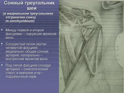 Сонная значение