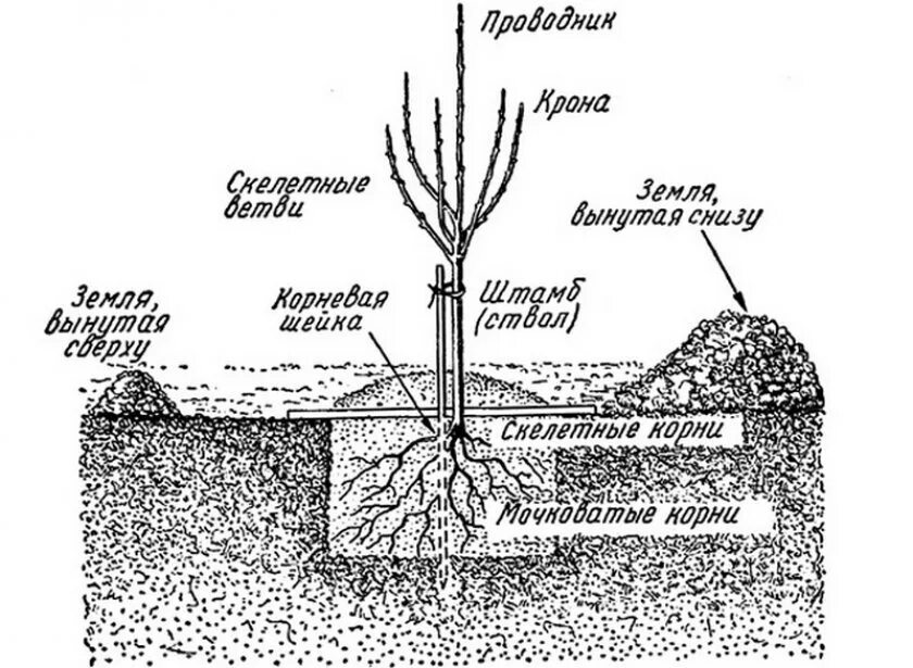 Корневой участок. Схема посадки яблонь. Схема посадки саженцев яблони. Посадка яблони весной саженцами. Схема посадки саженца яблони.