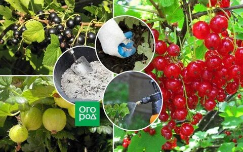 Обработка плодов ягодных деревьев