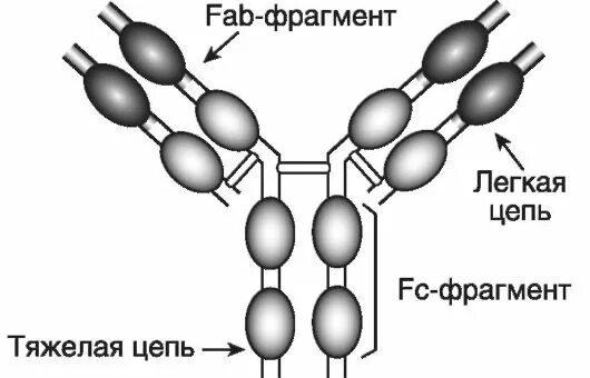 С5 конвертаза альтернативного пути. Азолы формула. C3 фрагмент. Fc фрагмент иммуноглобулина. C3 фрагмент.